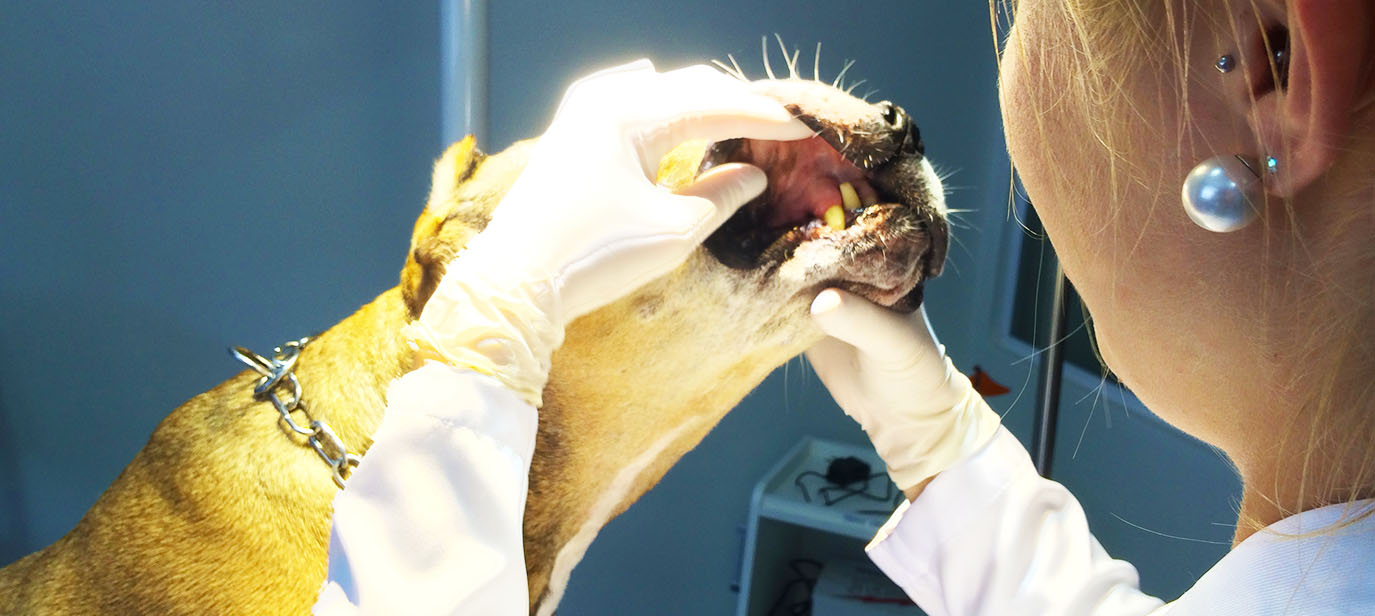Vetplace SBC Clinica Veterinária , Hospital Veterinário , Pet Shop, Veterinária em São Bernardo