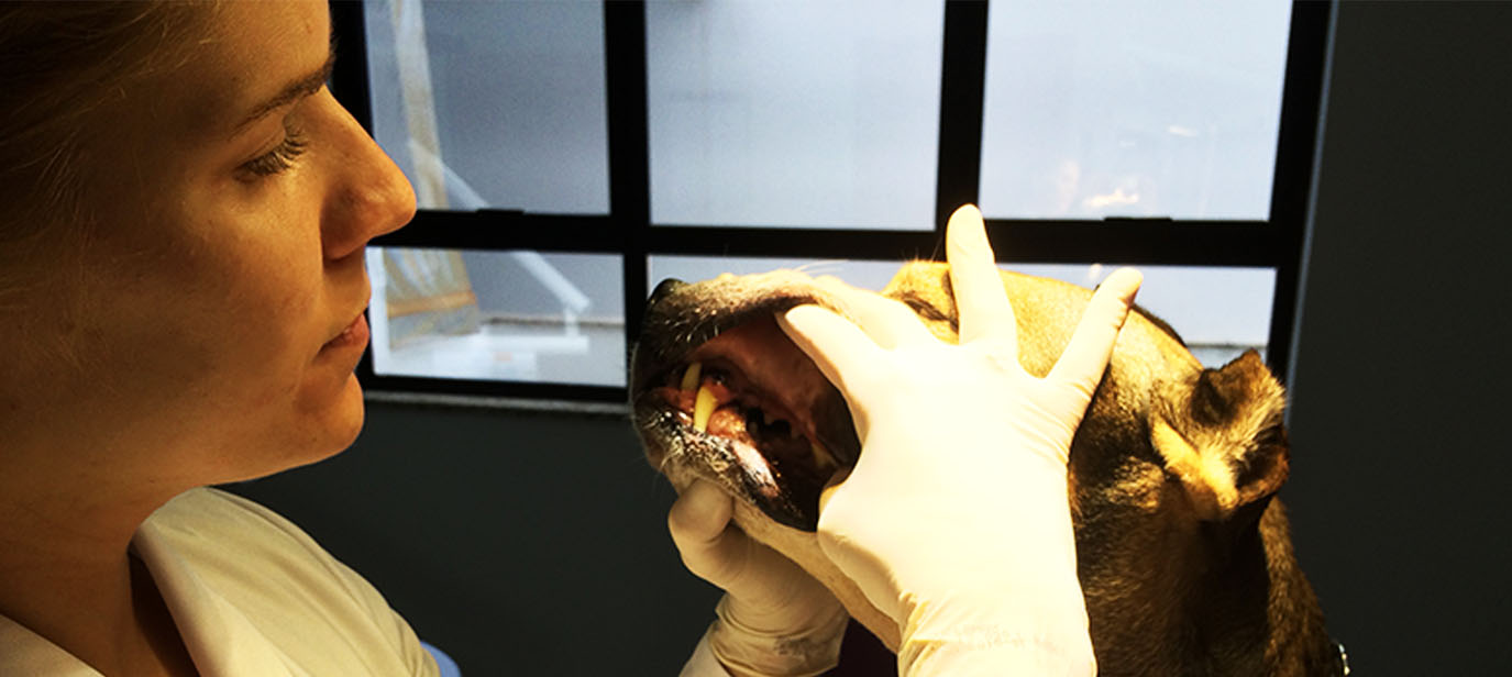 Vetplace SBC Clinica Veterinária , Hospital Veterinário , Pet Shop, Veterinária em São Bernardo
