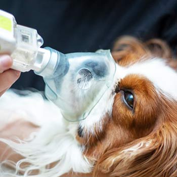 Vetplace SBC Clinica Veterinária , Hospital Veterinário , Pet Shop, Veterinária em São Bernardo