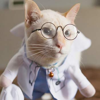 Vetplace SBC Clinica Veterinária , Hospital Veterinário , Pet Shop, Veterinária em São Bernardo