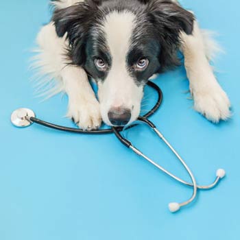 Vetplace SBC Clinica Veterinária , Hospital Veterinário , Pet Shop, Veterinária em São Bernardo