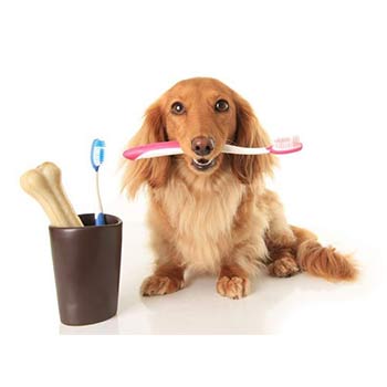 Vetplace SBC Clinica Veterinária , Hospital Veterinário , Pet Shop, Veterinária em São Bernardo