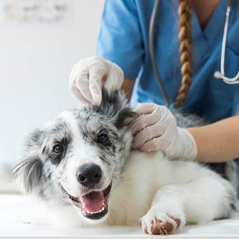 Vetplace SBC Clinica Veterinária , Hospital Veterinário , Pet Shop, Veterinária em São Bernardo
